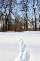 trees in winter photo