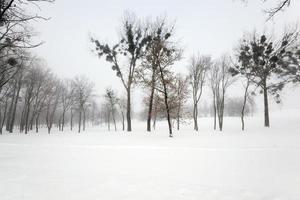 árboles en invierno foto