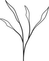 conception de contour de feuilles tropicales, illustration florale de style minimal png