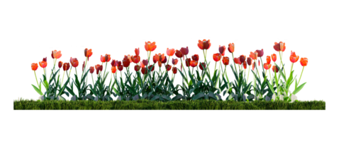 A render image of colorful tulips in the green grass field png