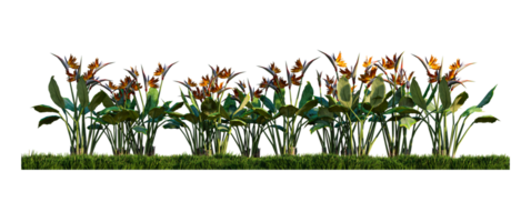 A 3d rendering image of bird of paradise on green grasses field png