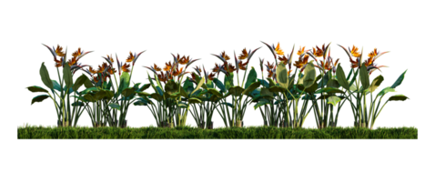 A 3d rendering image of bird of paradise on green grasses field png