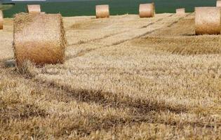 stack of straw in the field photo