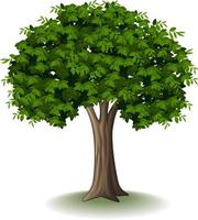 Tree isolated on white background vector