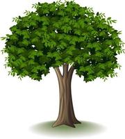 árbol aislado sobre fondo blanco vector