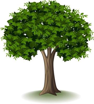 Tree isolated on white background