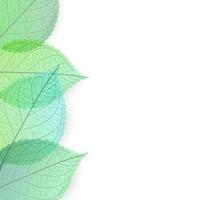 Green leaves Background vector