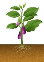 Eggplant with root under ground vector