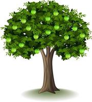 Green apple on apple tree vector