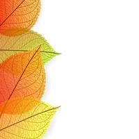 Autumn leaves Background vector