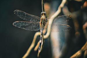 dragonfly that perches on a plant branch during the day nature background premium photo