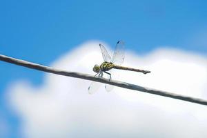 green dragonfly perched on cable with clear blue and white sky clouds photo