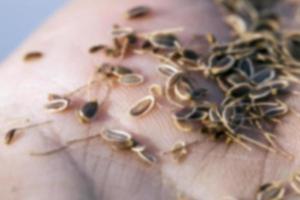 mature seeds of dill photo