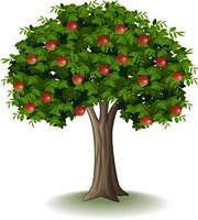 Red apples on apple tree vector