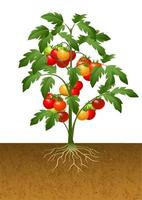 Tomato plant with root under the ground
