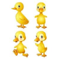 Cartoon baby duck vector