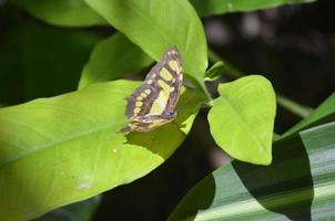 Gorgeous Black and Green Malachite Butterfly Up Close photo