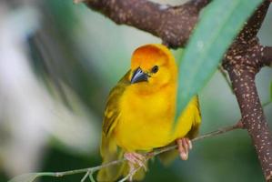 de cerca con un pájaro curruca amarillo foto