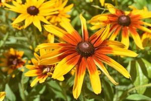 Stunning Close Up of these Black Eyed Susans in the Spring photo