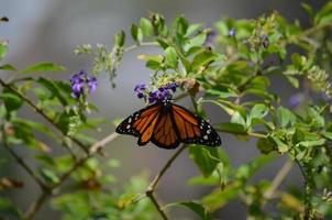 Gorgeous Longwinged Orange Viceroy Buttterfly In Nature photo