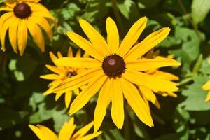 Vibrant Black Eyed Susan with More in the Background photo