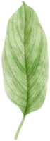 aquarel verse groene tropische bladeren tak voor decoratief png