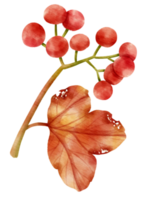 ramo de elemento decorativo estilo aquarela de frutas vermelhas png