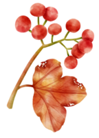 Branch of Red berries watercolor style Decorative Element png