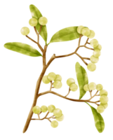 Branch of green berries watercolor style Decorative Element png