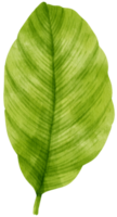 watercolor fresh green tropical leaves branch for decorative png