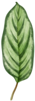 rama de hojas tropicales verdes frescas de acuarela para decoración png