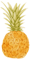 pineapple fruit watercolor for Decorative Element png