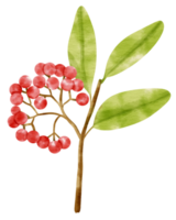 Branch of Red berries watercolor style Decorative Element png