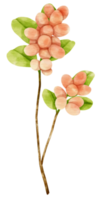 Branch of berries watercolor style for Decorative Element png