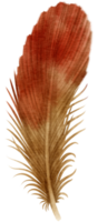 illustrazione dipinta a mano dell'acquerello della piuma rossa per l'elemento decorativo png