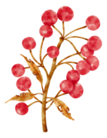 Branch of Red berries watercolor style Decorative Element png