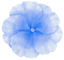 aquarela de flor azul pintada para elemento decorativo png