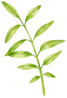rama de hojas verdes frescas de acuarela para decoración