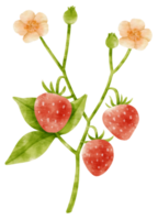 strawberry fruit watercolor style for Thanksgiving Decorative Element png