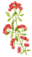 Branch of Red berries watercolor style Decorative Element png