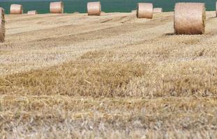 gathering the wheat harvest photo