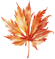 folha de outono em aquarela para decoração png