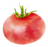 Red Tomato watercolor style for Thanksgiving Decorative Element png