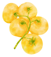 Branch of Yellow tomatoes watercolor style for Thanksgiving Decorative Element png