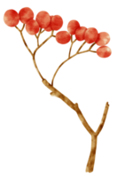 Branch of Red berries watercolor style Decorative Element png