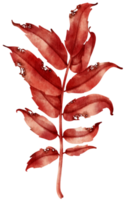 watercolor autumn red leaves branch for decorative png