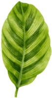 watercolor fresh green tropical leaves branch for decorative png