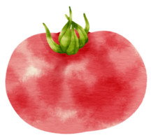 roter Tomatenaquarellstil für Thanksgiving-Dekorationselement png