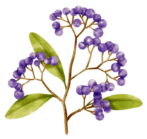 Branch of blueberries watercolor style Decorative Element png