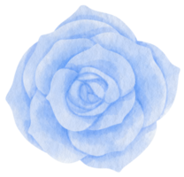 blaues blumenaquarell gemalt für dekoratives element png